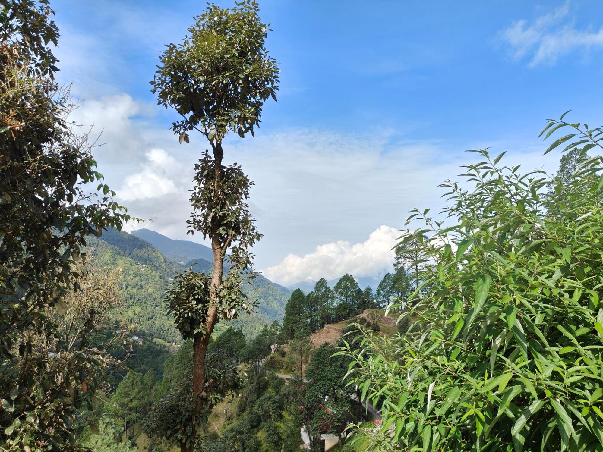Himwanderer Camps & Cottages Pangot Nainital Esterno foto