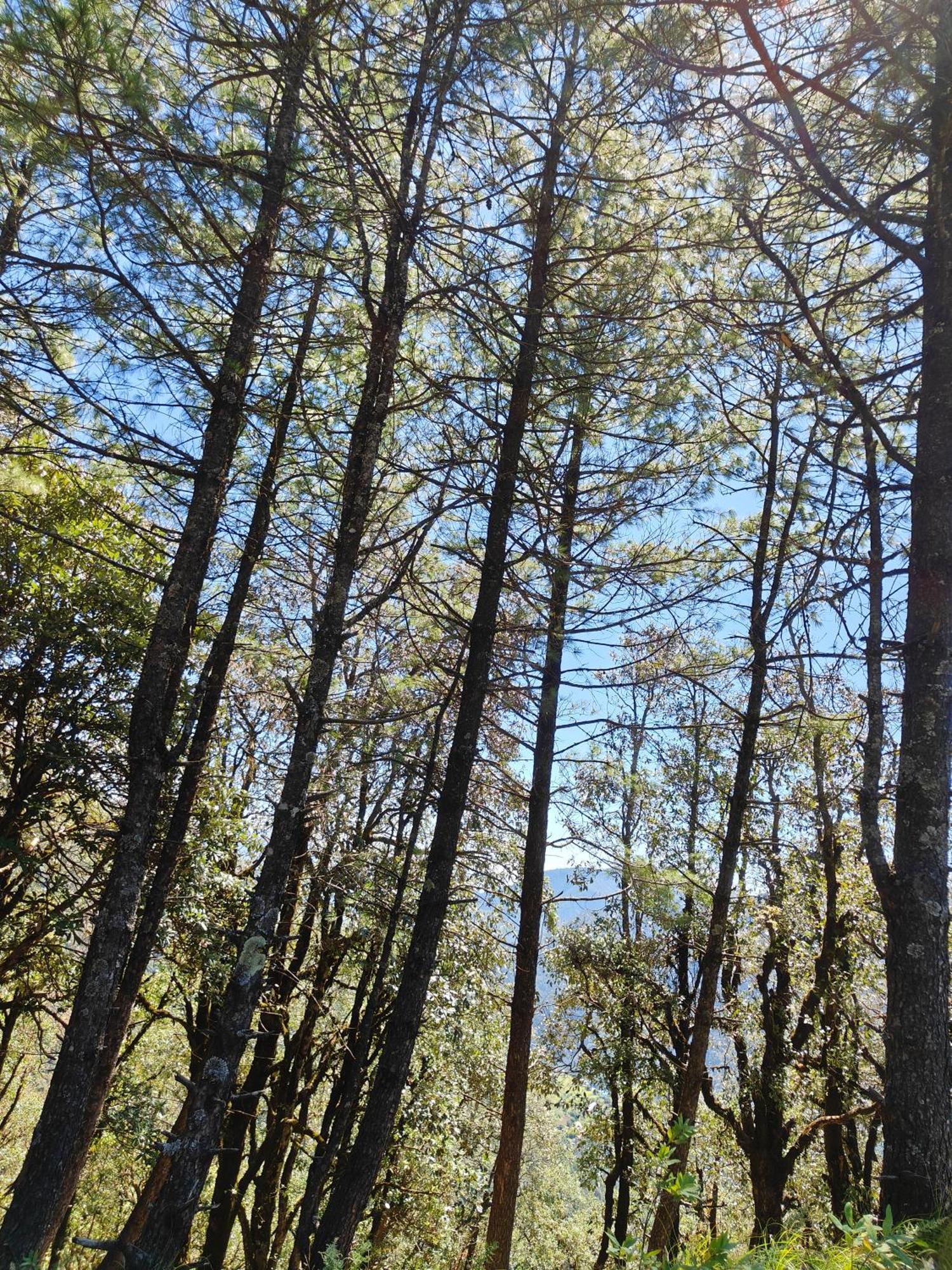 Himwanderer Camps & Cottages Pangot Nainital Esterno foto