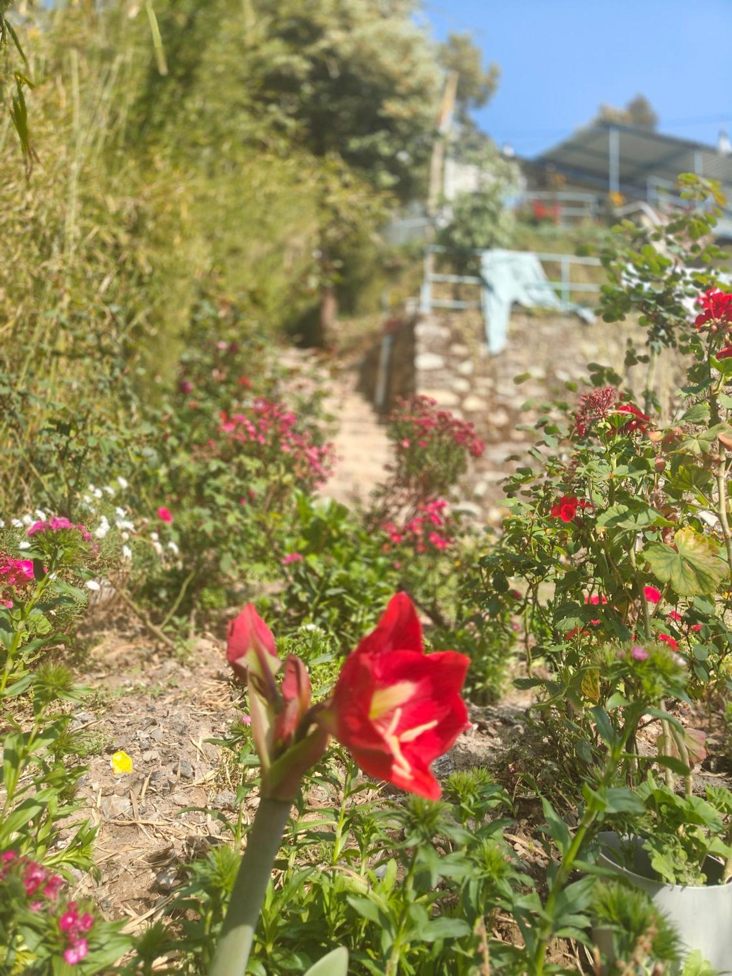 Himwanderer Camps & Cottages Pangot Nainital Esterno foto